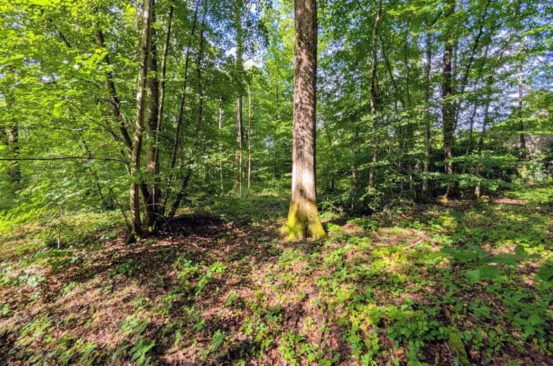 Terrain